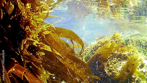 Kelp seaweed plants flow gently with incoming tide in clear and clear sea water.