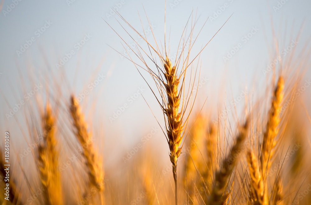 yellow ears of wheat at sunset in nature yellow ears of wheat at sunset in nature