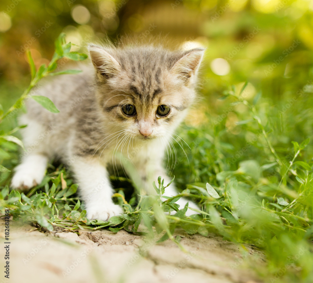 little kitten is walking in green grass outdoors
