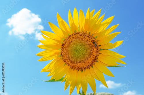 sunflower with bee closeup on blue sky background