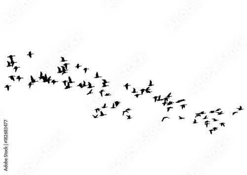 Flock of ducks floating on sky on a white background