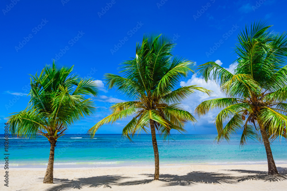 paradise resort beach palm tree sea Dominican Republic