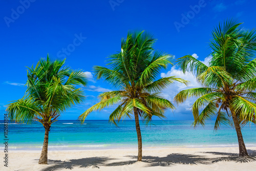 paradise resort beach palm tree sea Dominican Republic