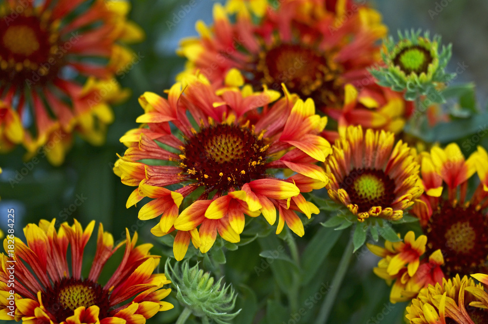 Close up of a colourful Gaillardia Fanfare Close up of a colourful Gaillardia Fanfare
