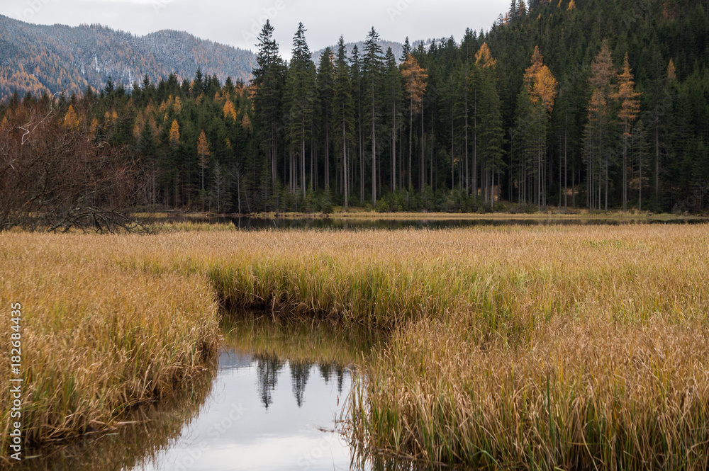 Beautiful landscape of alpine wetlands with a forest in the background