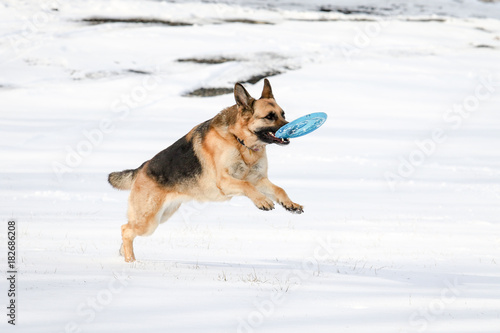 German Shepherd Running  in Snow with Toy © Eleanor