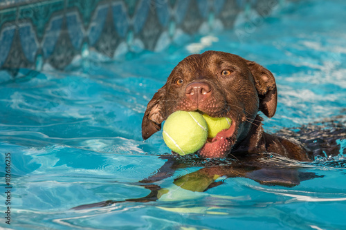 Chocolate Lab Mix in Pool with Balls