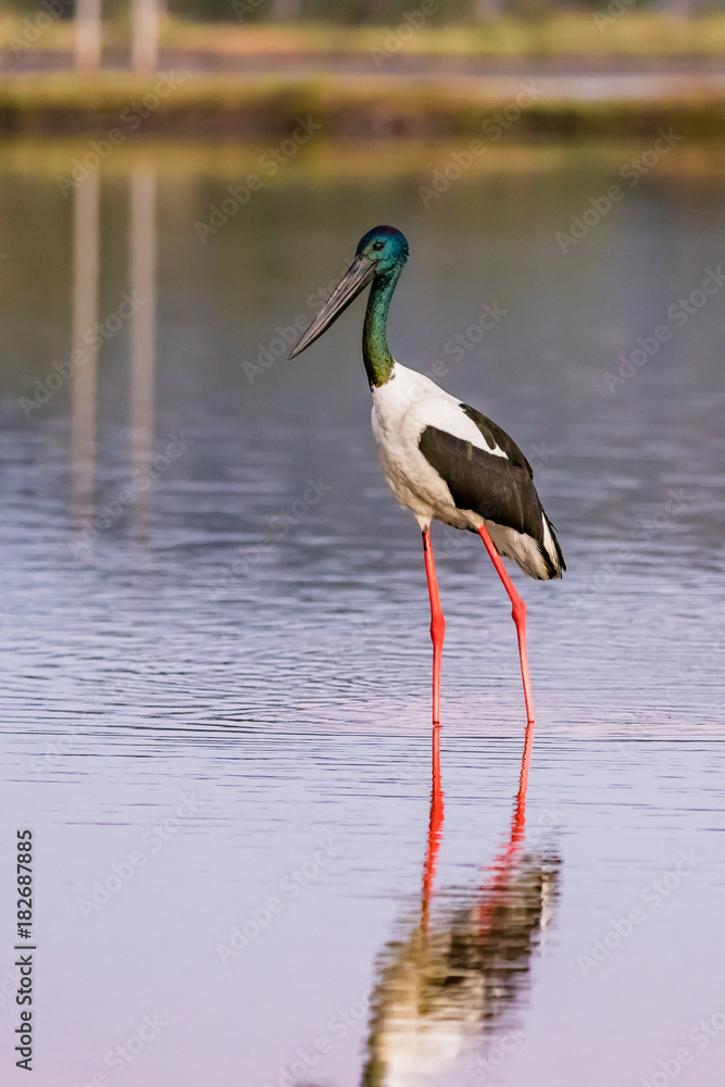 Fototapeta premium A Jabiru or Black Necked Stork standing is a salt wetland.