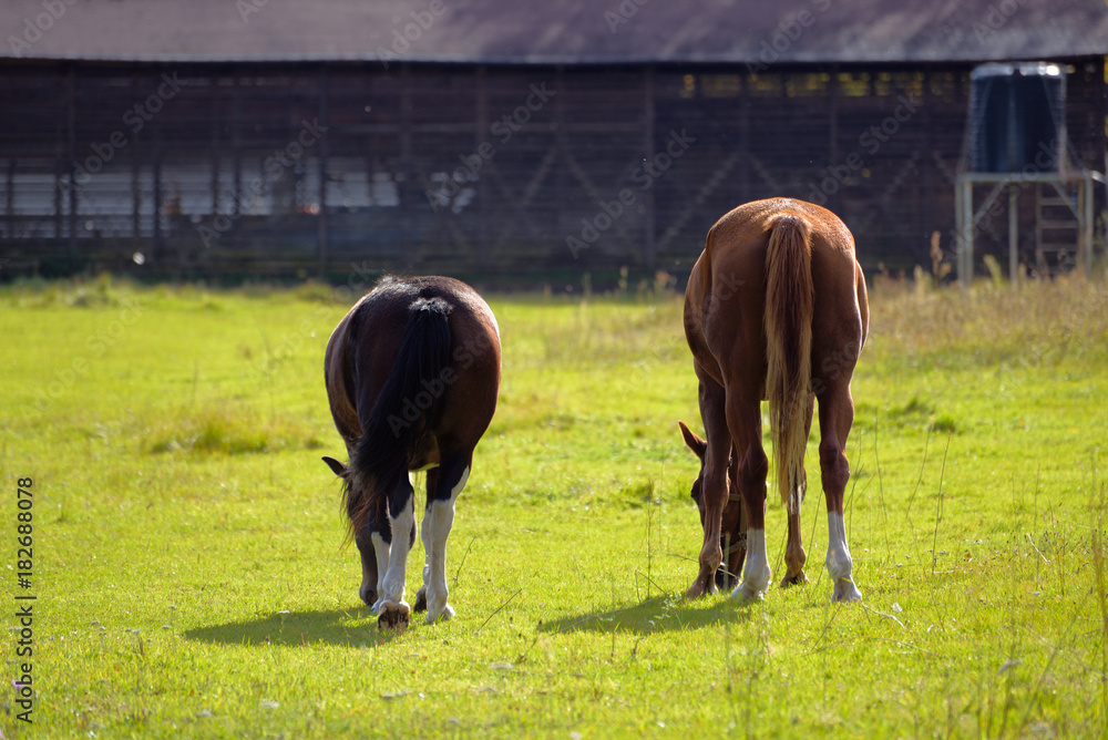 Fototapeta premium Two horse graze together