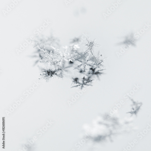 White Snowflakes © abet