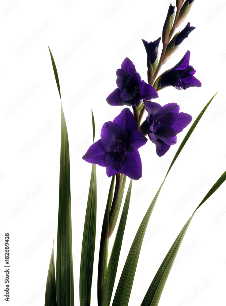 Gladiolus with purple flowers, Iris, Flower Gladiolus with purple flowers, Iris, Flower
