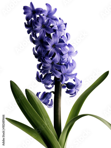 Blue hyacinth flower, Blossom, Flower, Nature photo