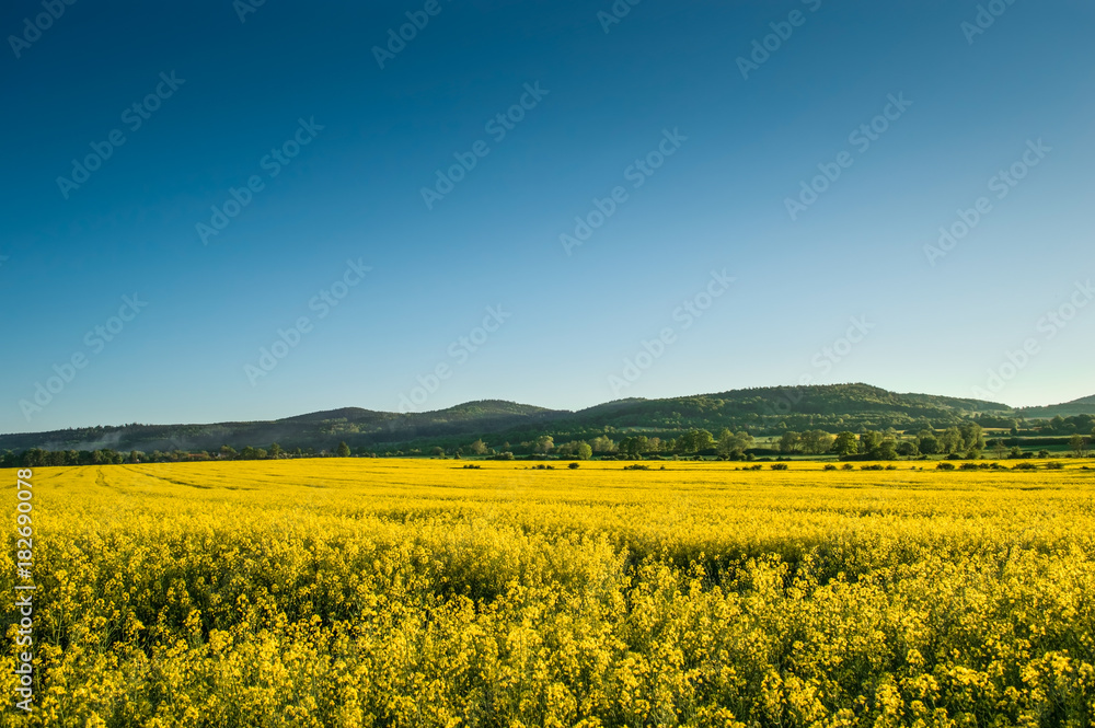 Yellow Rape Field
