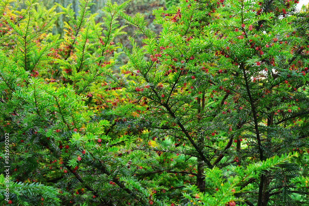 Berries