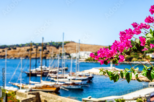 Pink flowers Buggenvilii in the background of the bay in Bodrum and many yachts. © daria_serdtseva