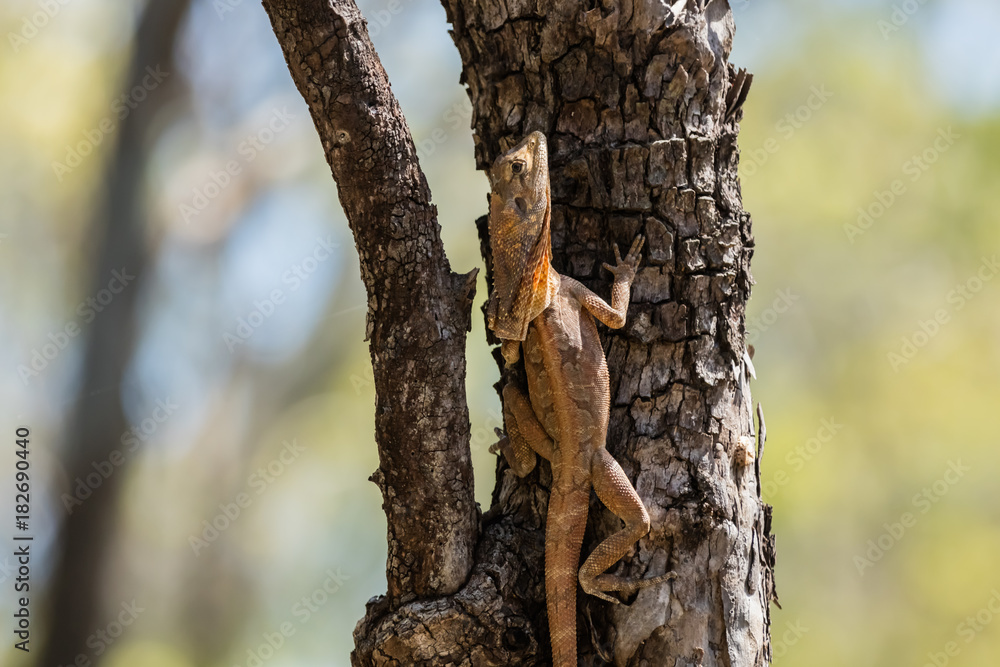 Fototapeta premium Lizard climbing a tree.