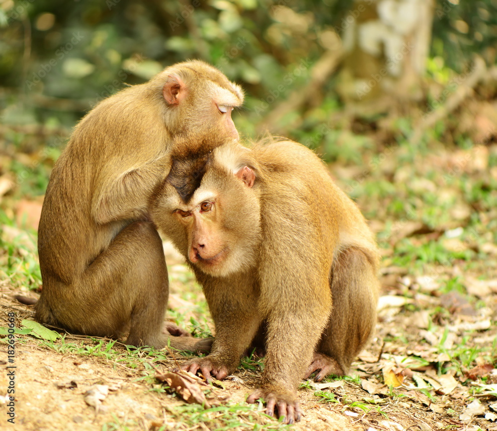 Fototapeta premium two of monkey take care each other in wild forest