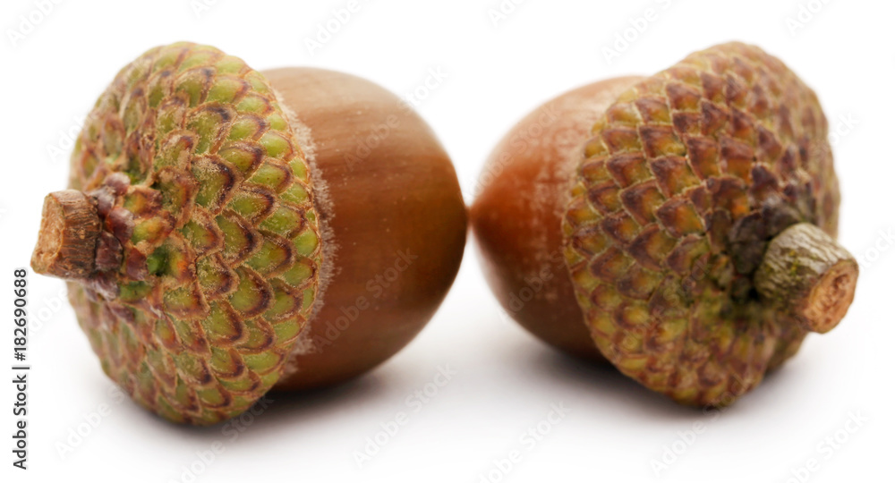 Closeup of acorn Closeup of acorn