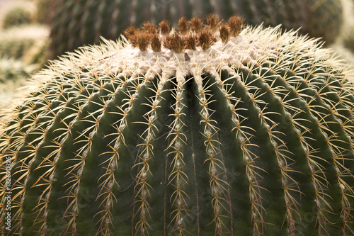 Cactus. Giant cacti in the tropical garden of Thailand.