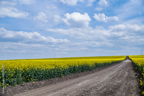 Ukrainian flowering canola field