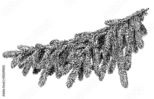 Pine branch illustration, drawing, engraving, ink, line art, vector photo