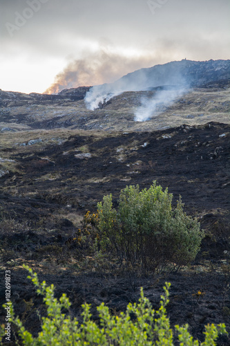 Aftermath of Gorse Fire, Ireland photo