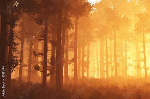 Vászonkép Wonderful Deep Forest 3in the Sunset Sunrise