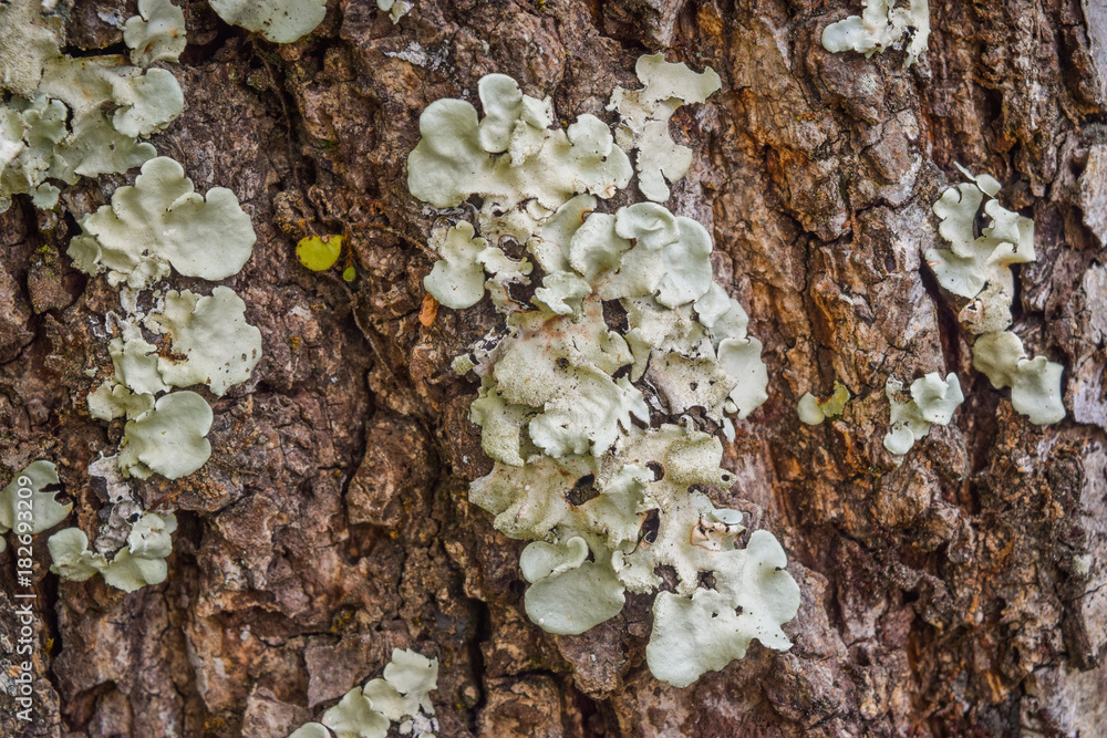 Lichen on the bark. Lichen on the bark.