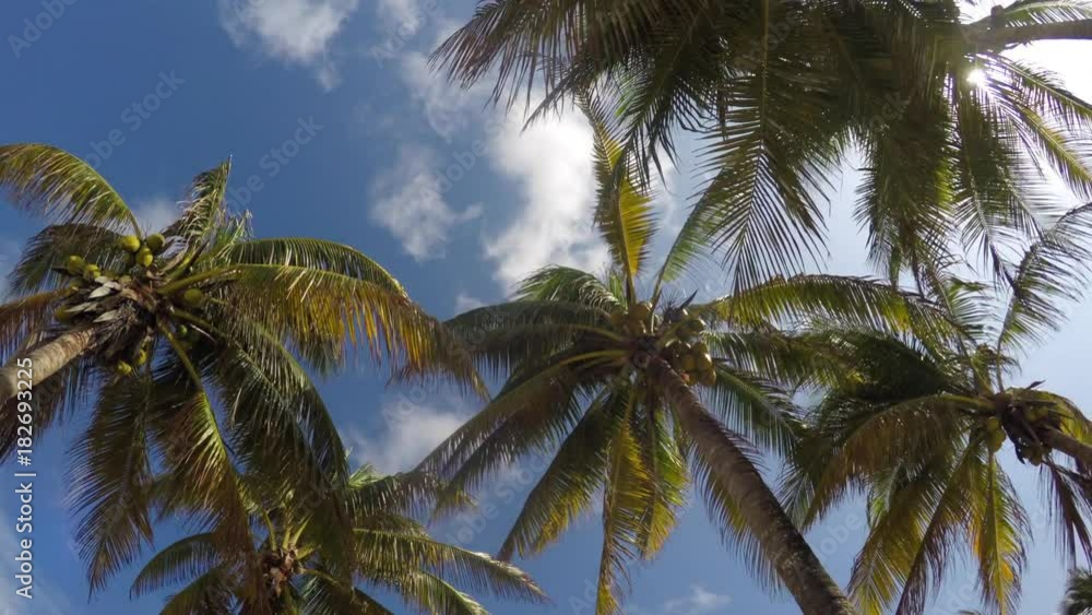 Palm trees blow in the wind on tropical island Palm trees blow in the wind on tropical island