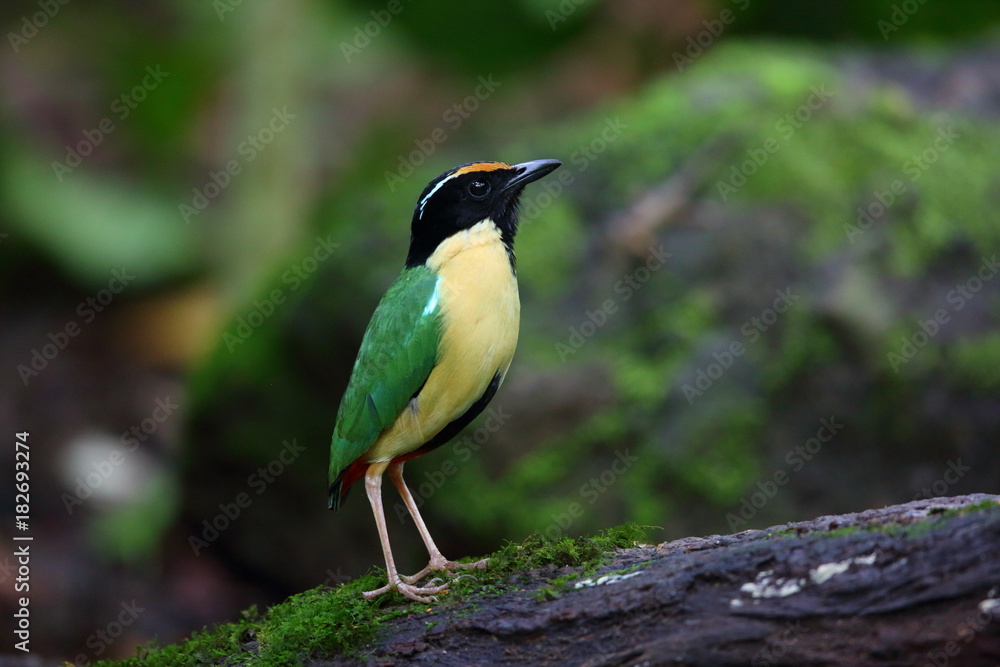 Obraz premium Elegant Pitta (Pitta elegans) in Lombok Island, Indonesia