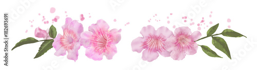 Chitalpa, Tashkentensis, flores rosas photo