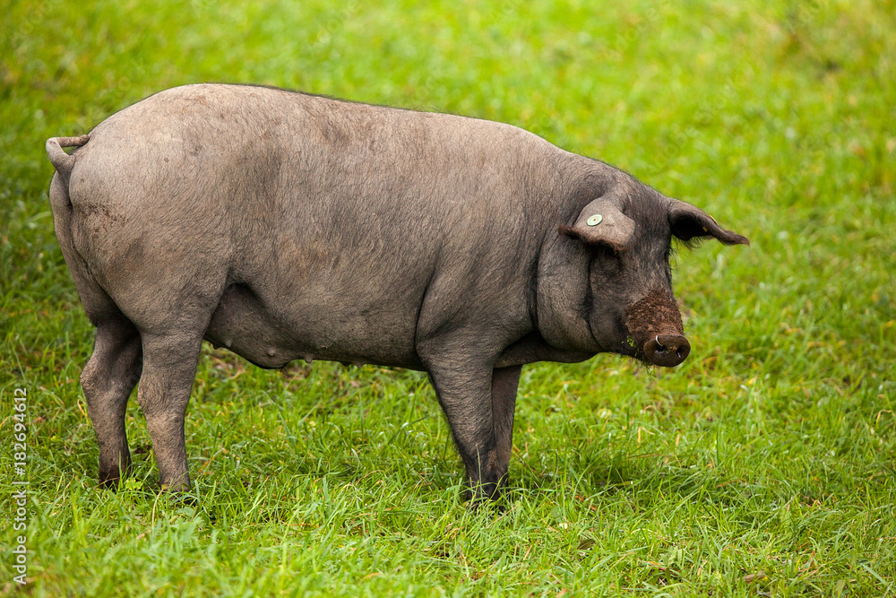 Iberian pigs lying on the grass of the cam... Iberian pigs lying on the grass of the cam...