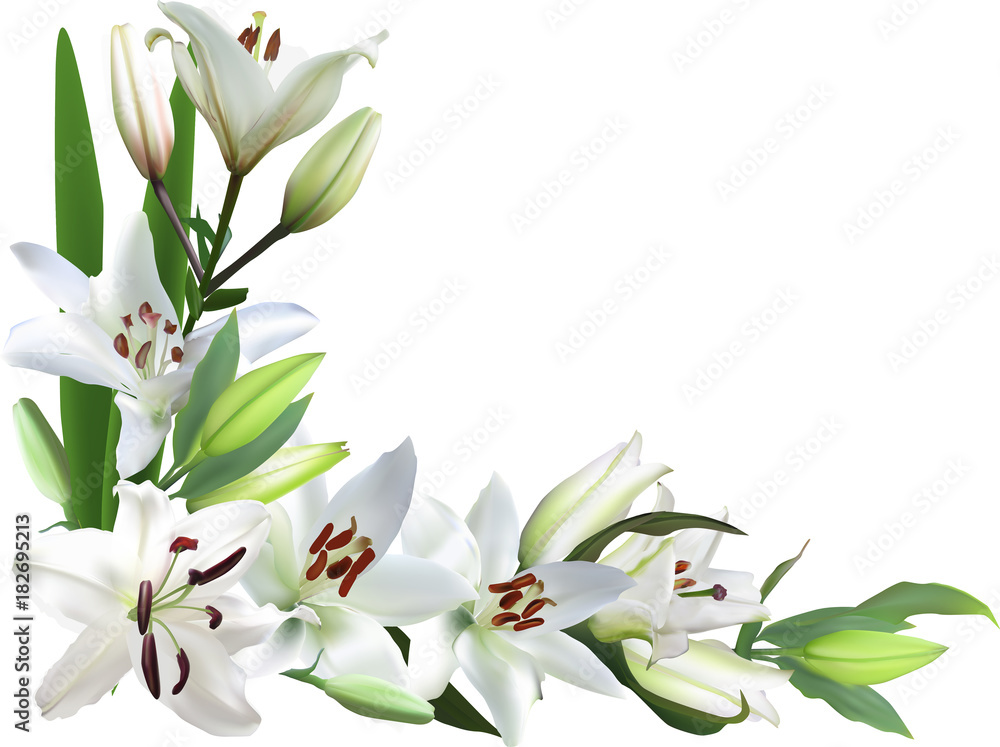 light lily flowers corner on white light lily flowers corner on white