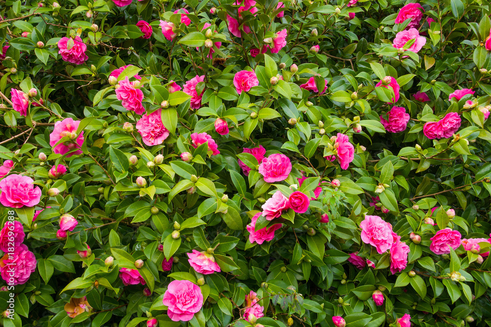 flowers flowers