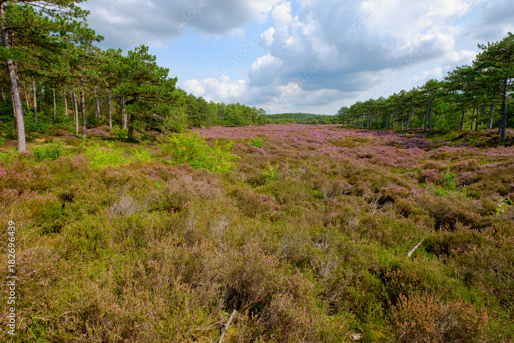 Naklejka premium Heidelandschaft in der Nähe von Schoorl/NL