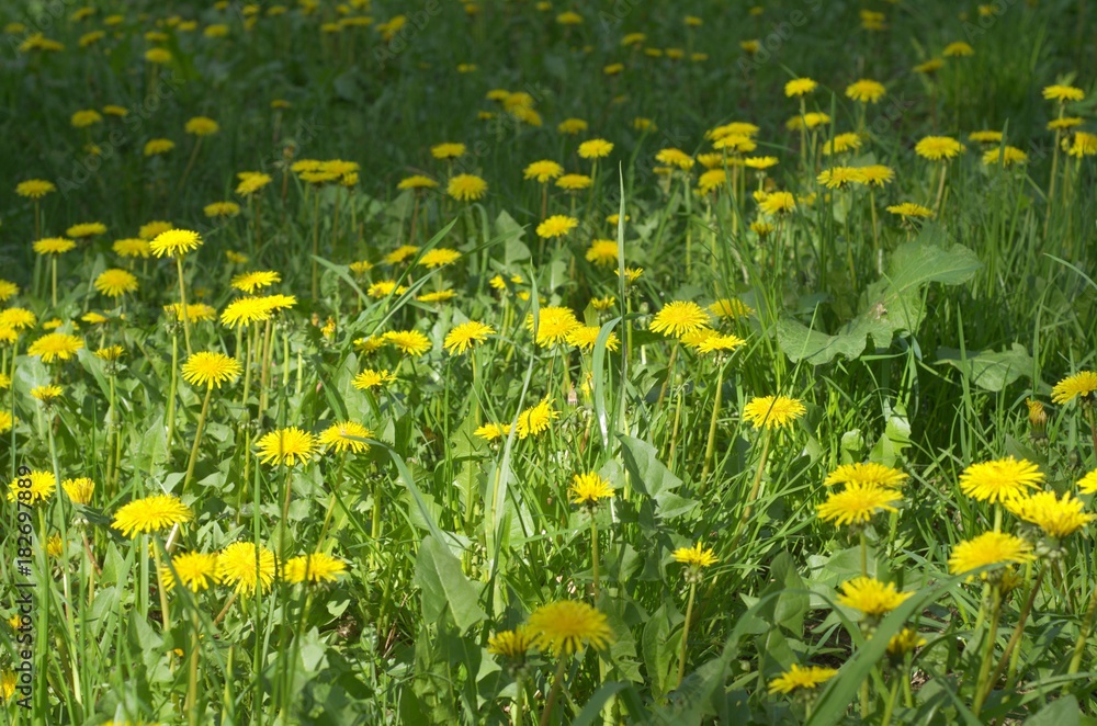 Fototapeta premium garden with yellow flowers