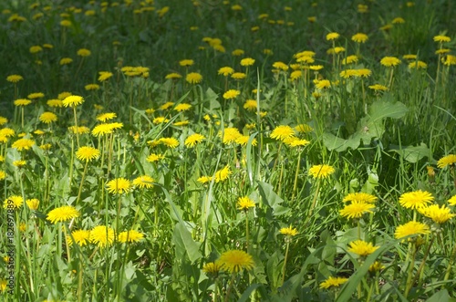 garden with yellow flowers