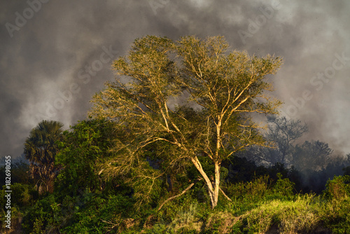 Bush fire in Selous nature reserve, Tanzania, Africa photo