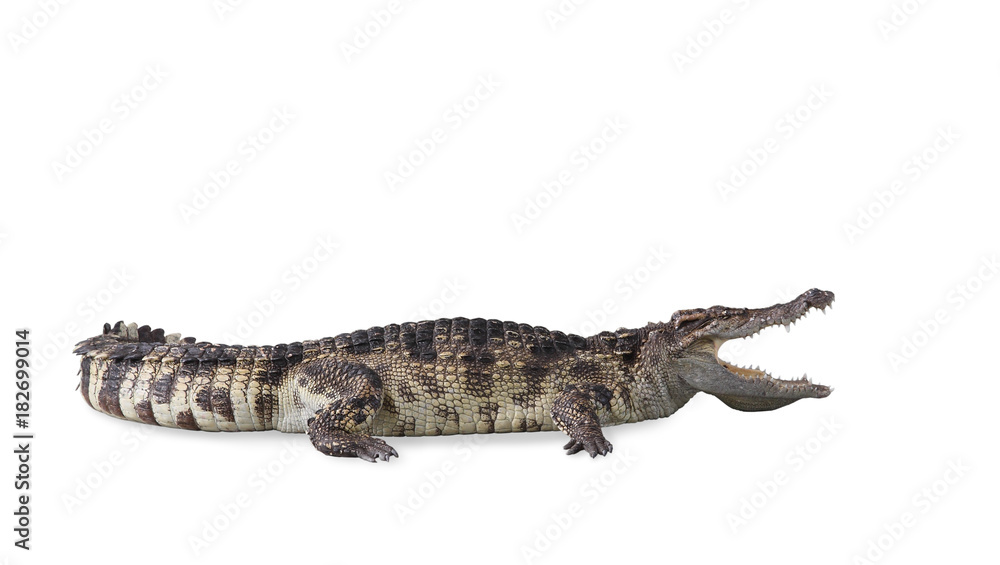 Naklejka premium Freshwater crocodile isolated with clipping path.
