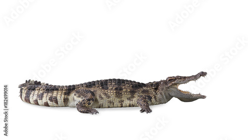 Freshwater crocodile isolated with clipping path.