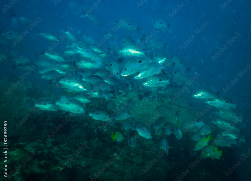 Fototapeta premium Fish on a reef