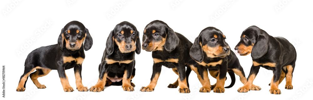 Five cute puppy  Slovakian Hund, isolated on white background
