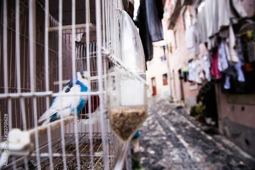 Budgerigar in cage on street, Sao Tome, Sao Tome and Principe
