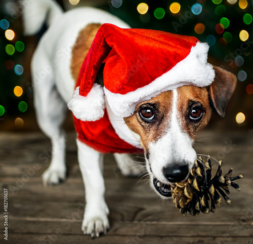 Portreit of a small adorable dog jack russel terrier in a red Santa Claus costume holding a pine cone in the mouth and looking into the camera. Merry Christmas. Happy New Year © Tetiana