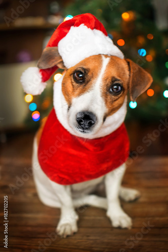 A small dog jack russel terrier in a red cap siting near the Christmas tree and looking into the camera. Merry Christmas. Happy New Year