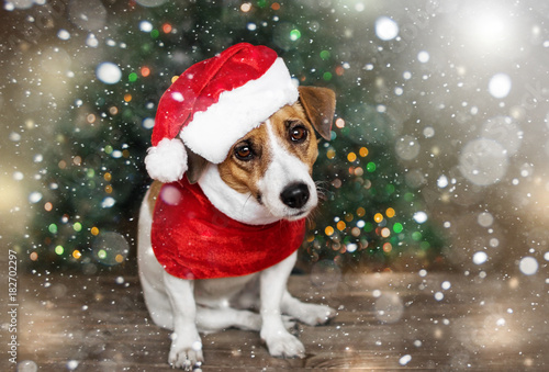 A small dog jack russel terrier in a red cap siting near the Christmas tree under the falling snow and looking into the camera. Merry Christmas. Happy New Year © tanya69