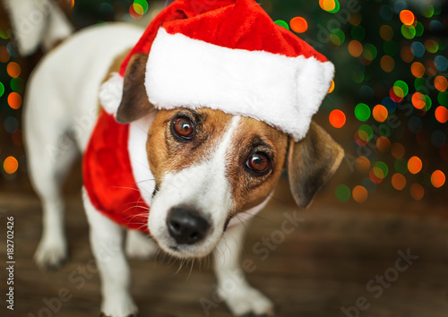 A small dog jack russel terrier in a red cap standing near the Christmas tree and looking with curiosity into the camera. Merry Christmas. Happy New Year © tanya69