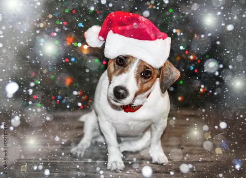 A small curious dog jack russel terrier in a red cap siting next to Christmas tree under the falling snow and looking into camera. Merry Christmas and Happy New Year card © tanya69