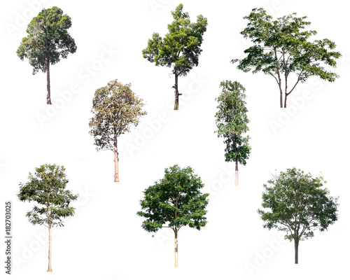 Collection trees on white background of isolated