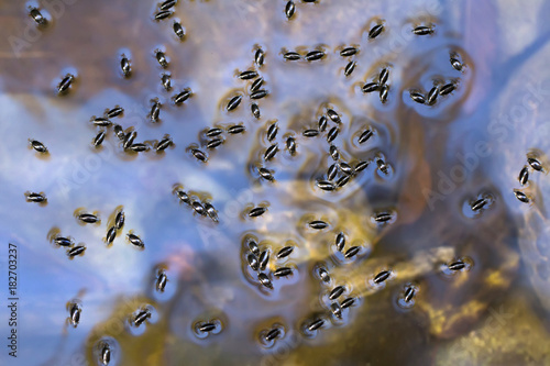 water beetles Gyrinidae on the surface of a transparent mountain river in the Crimea, a natural background with insects